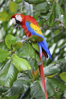 Macaws for sale